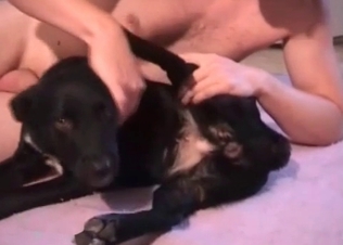 Zoophile is giving a hot anilingus for a doggy