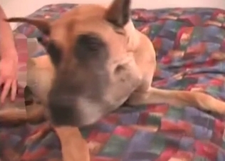 Crazy zoophile is enjoying his horny doggy in the bedroom