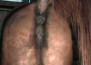 Zoophile is stretching stallion's tight asshole