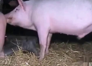 Pig fucks with a zoophile at the old farm