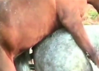 Horse is getting fucked by the filthy guys