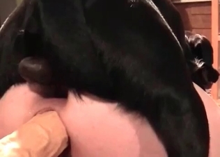Sex toys for a zoophile in the animal porn scene