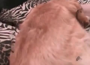 Small doggy is getting drilled hard by a nice zoophile