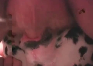 Zoophile is playing with a Dalmatian's hard dick