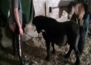 Black pony is fucking like a freaking god