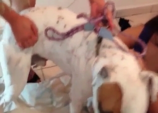 Bleached doggy is getting pounded hard