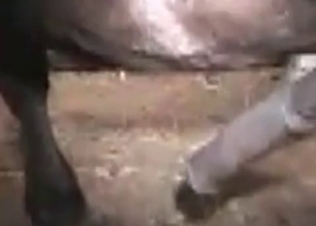 Hot animal anal sex in the close-up
