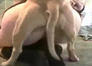 Small hound fucks a tight snatch