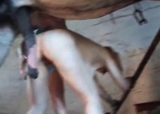 Giant pole of a brutal horse