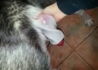 Cutie is wanking her dog's dick