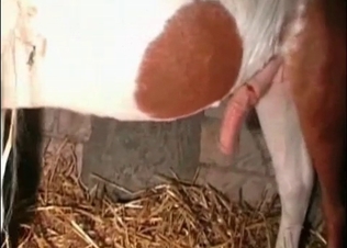 Stallion in the stunning zoo porn