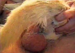 Small dog is being pounded very hard