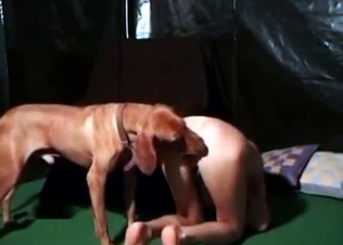 Trained hunter is licking her snatch