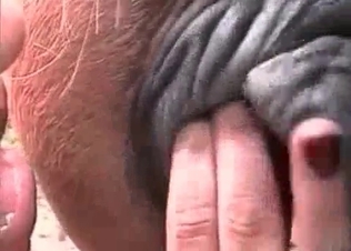 Brunette licks her horse asshole