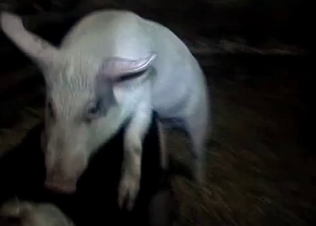 Filthy animal sex in the night scene