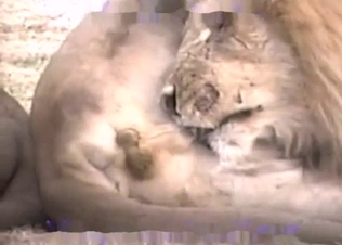 Big kitty and its wonderful genitals