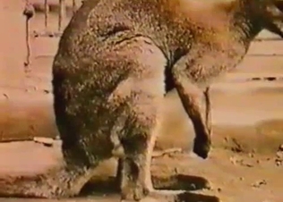 A cute farm animal sex session looks disgusting