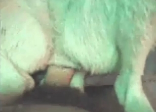 Anal fucking for a dog's asshole